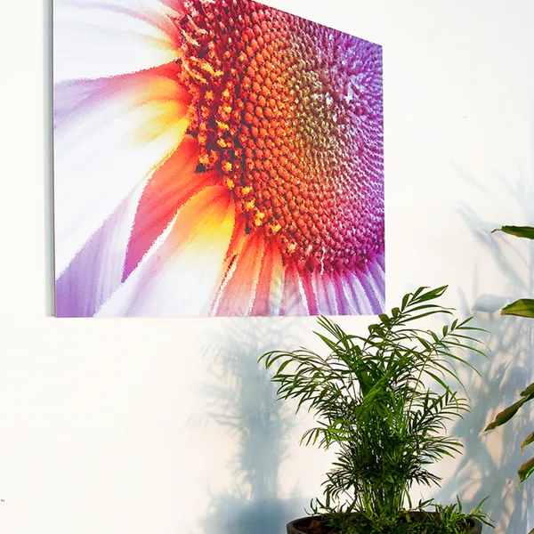 Farbige Sonnenblume als Wandbild auf Alu-Dibond matt – Bilderdruck Hamburg
